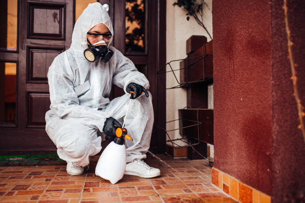 Attic and Crawl Space Rodent Treatment in West Hurley