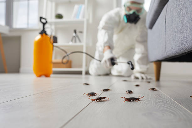 Commercial Rodent Management in West Hurley